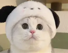 爽搜爽打爽撤离vgp1 爽搜爽打爽撤离vgp1